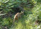 Animaux